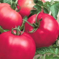 Tomato seeds «Early love» 