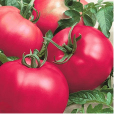 Насіння томату «Раннє кохання»