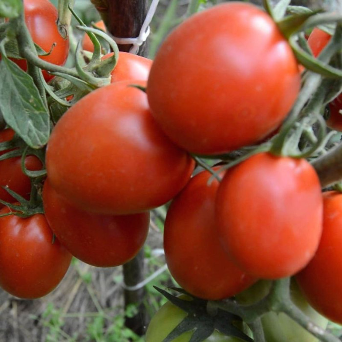 Tomato seeds «Granite» 
