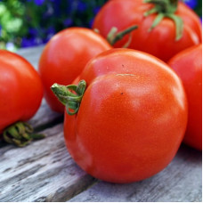 Tomato seeds «Athol» 