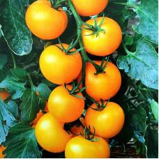 Насіння томату «Золотий горіх»