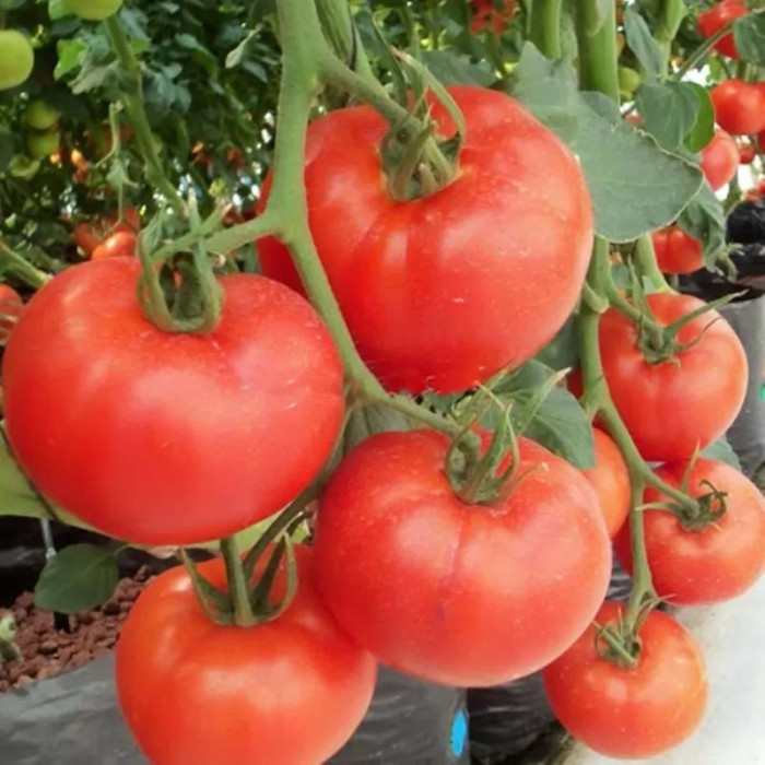 Насіння томату «Богатир Маслова»