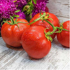 Tomato seeds «Vladimir Vysotsky» 