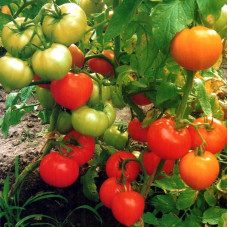 Насіння томату «Соломон»