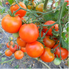 Насіння томату «Ряболистий»