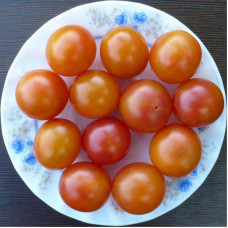 Насіння томату «Крайова»