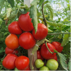 Насіння томату «Дубок»