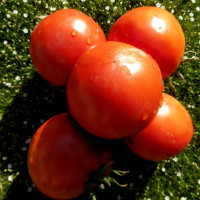 Tomato seeds «Minusinskiy apple putty» 