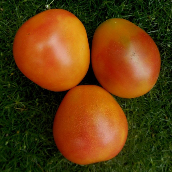 Tomato seeds «Piedmont» 