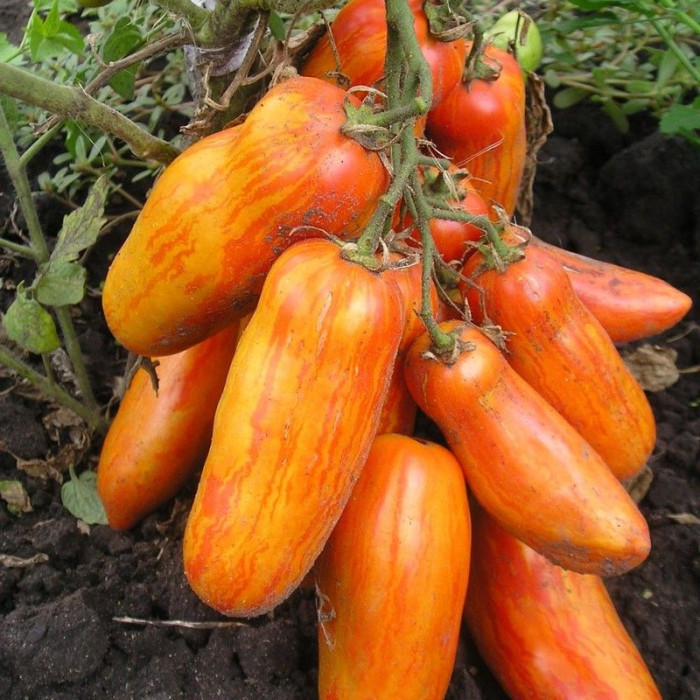 Насіння томату «Перцеподібний смугастий жовтий»