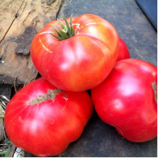 Tomato seeds «Millionaire» 