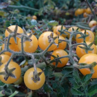 Насіння томату «Біла смородина»