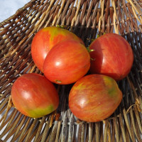 Семена томата «Сливовый виски Дина»