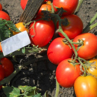 Насіння томату «Маняша»