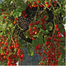 Tomato seeds «Red precious pearl» 
