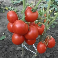 Tomato seeds «Fat» 