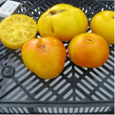 Насіння томату «Дітмар»