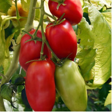 Насіння томату «Диявол Джерсі»