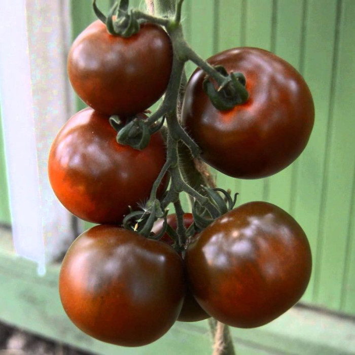 Tomato seeds «Cossack» 