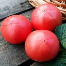 Tomato seeds «Zinulya» 