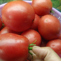 Tomato seeds «Nastenka» 