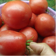 Tomato seeds «Nastenka» 