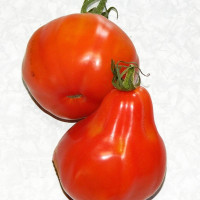 Tomato seeds «Princess Turandot» 