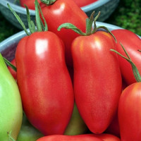 Tomato seeds «Hugo» 