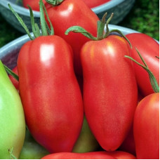 Насіння томату «Хуго»