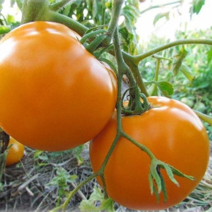 Tomato seeds «Vasinda» 