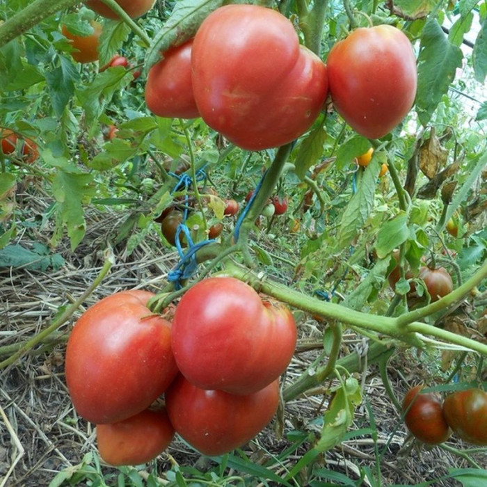 Tomato seeds «Babel» 