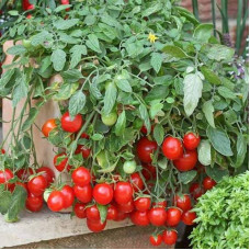 Насіння томату «Лінда»