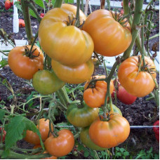 Насіння томату «Супер Нова»