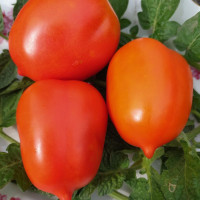 Tomato seeds «Coconut Beach» 