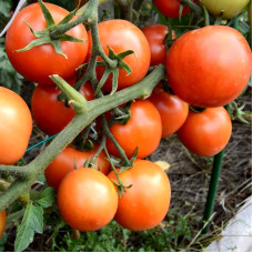 Tomato seeds «Yamal 200» 