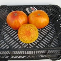 Tomato seeds «Hazel mae» 