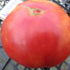 Tomato seeds «Bear paw pink» 