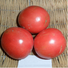 Tomato seeds «Prometheus» 