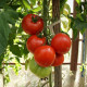 Tomato seeds «Prometheus» 