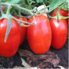 Tomato seeds «Colombia» 