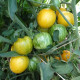 Tomato seeds «Butter apple» 