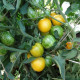 Tomato seeds «Butter apple» 