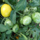 Tomato seeds «Butter apple» 