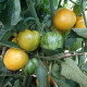 Tomato seeds «Butter apple» 