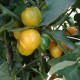 Tomato seeds «Butter apple» 