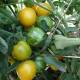 Tomato seeds «Butter apple» 