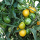 Tomato seeds «Butter apple» 