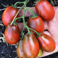 Tomato seeds «Chocolate bunny» 