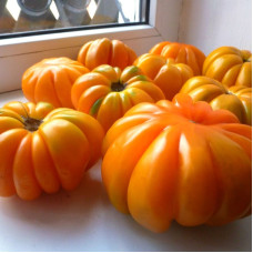 Насіння томату «Американський ребристий помаранчевий»