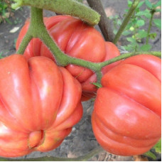 Tomato seeds «American ribbed pink» 